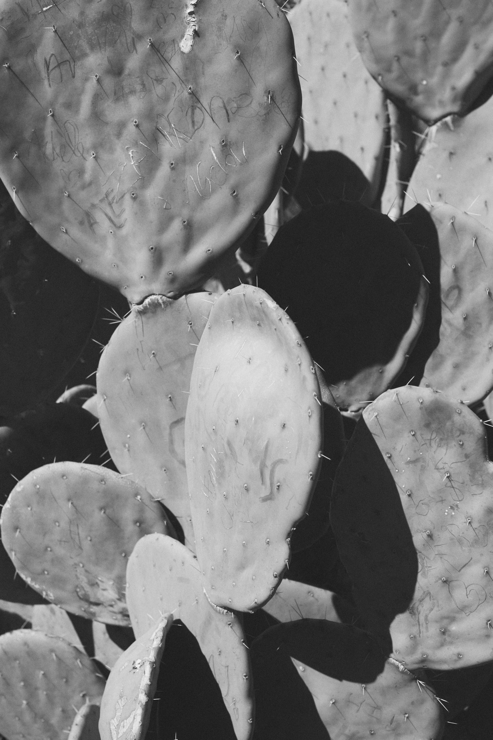 Cactus in black and white
